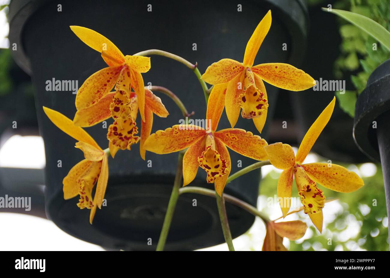 Belles fleurs jaunes et rouges de Brassocattleya Hoku Gem 'Freckles' Banque D'Images