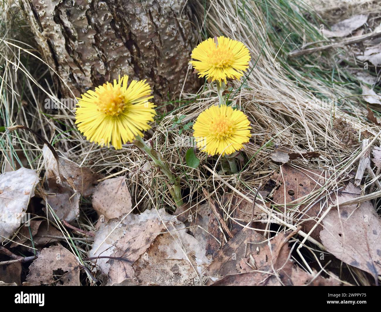 Trois coltsfoot jaunes fleuris parmi les vieilles feuilles d'automne brunes et l'herbe sèche dans la forêt au début du printemps. Banque D'Images