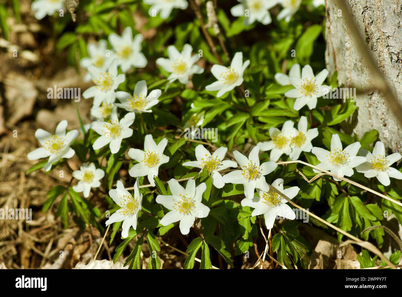 Anémones de bois fleurissant en forêt au printemps. Banque D'Images