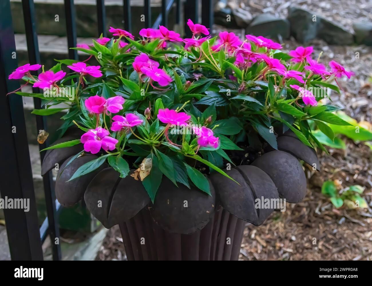 Belle nouvelle Guinée rose impatiens dans un joli pot de fer dans un jardin d'été à Panola Valley Gardens, un lieu de mariage, à Lindstrom, Minnesota USA. Banque D'Images