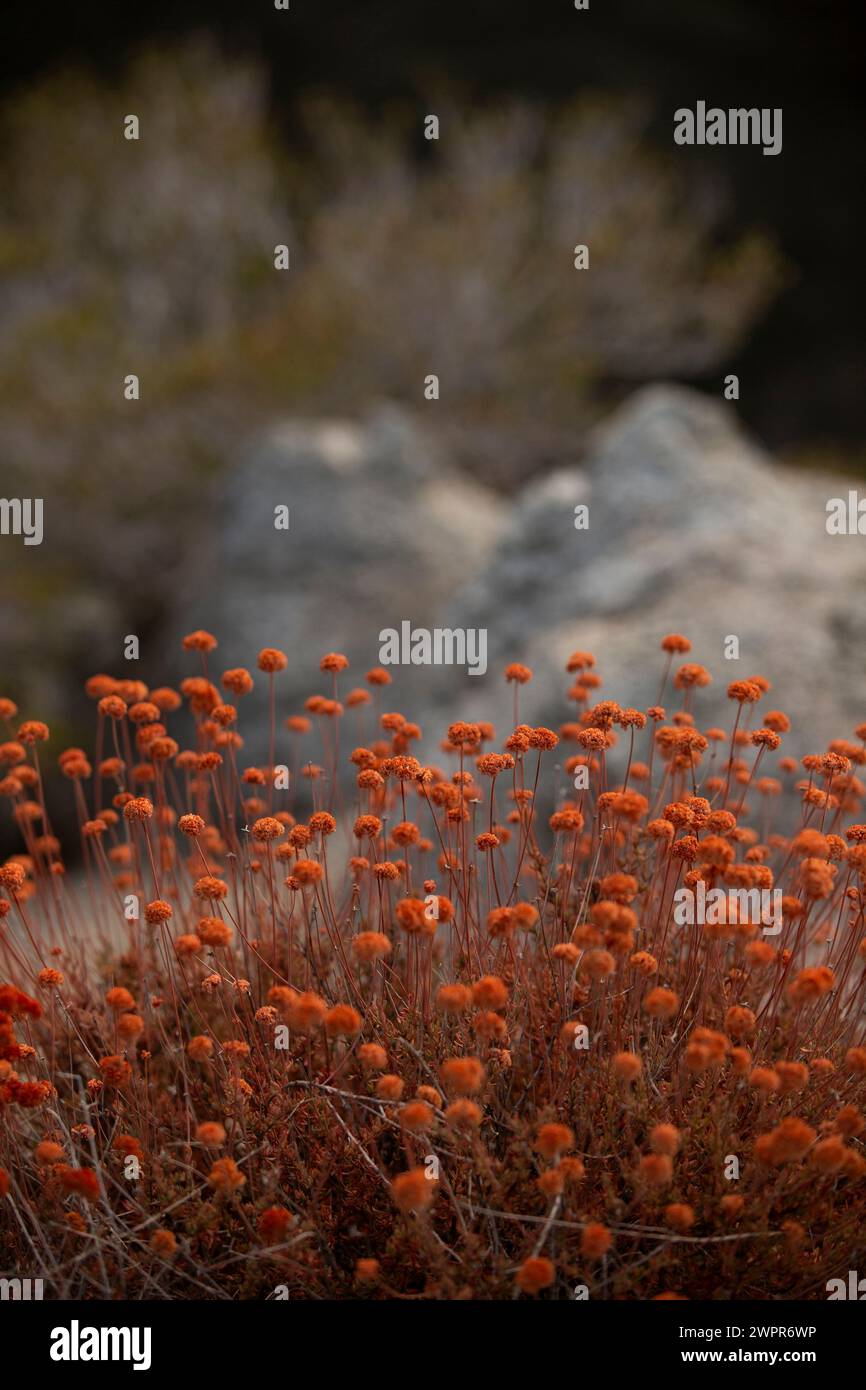 Vue sur les fleurs sauvages dans les montagnes San Gabriel de la forêt nationale d'Angeles l'après-midi. Banque D'Images