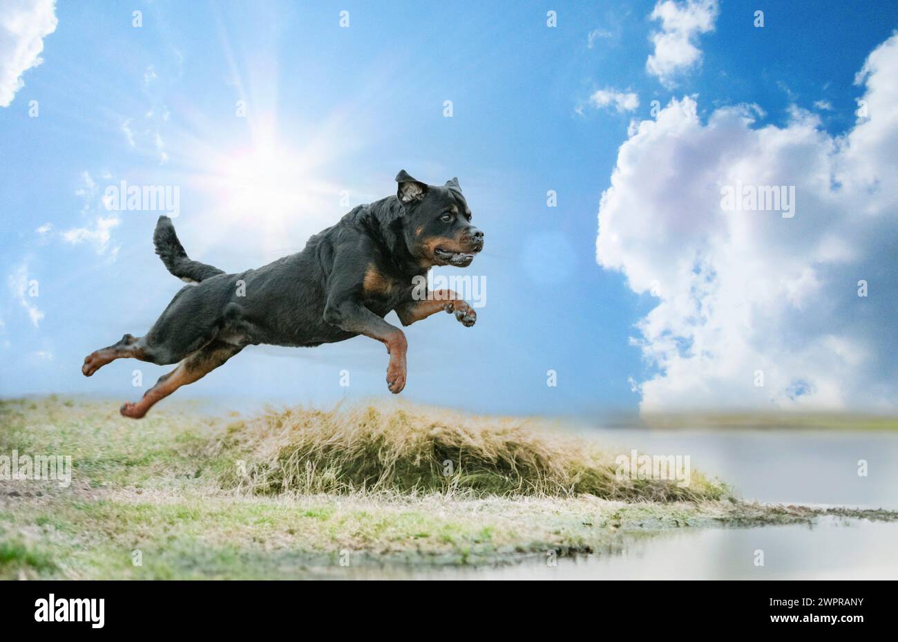 homme adulte rottweiler lave-vaisselle dans la rivière Banque D'Images
