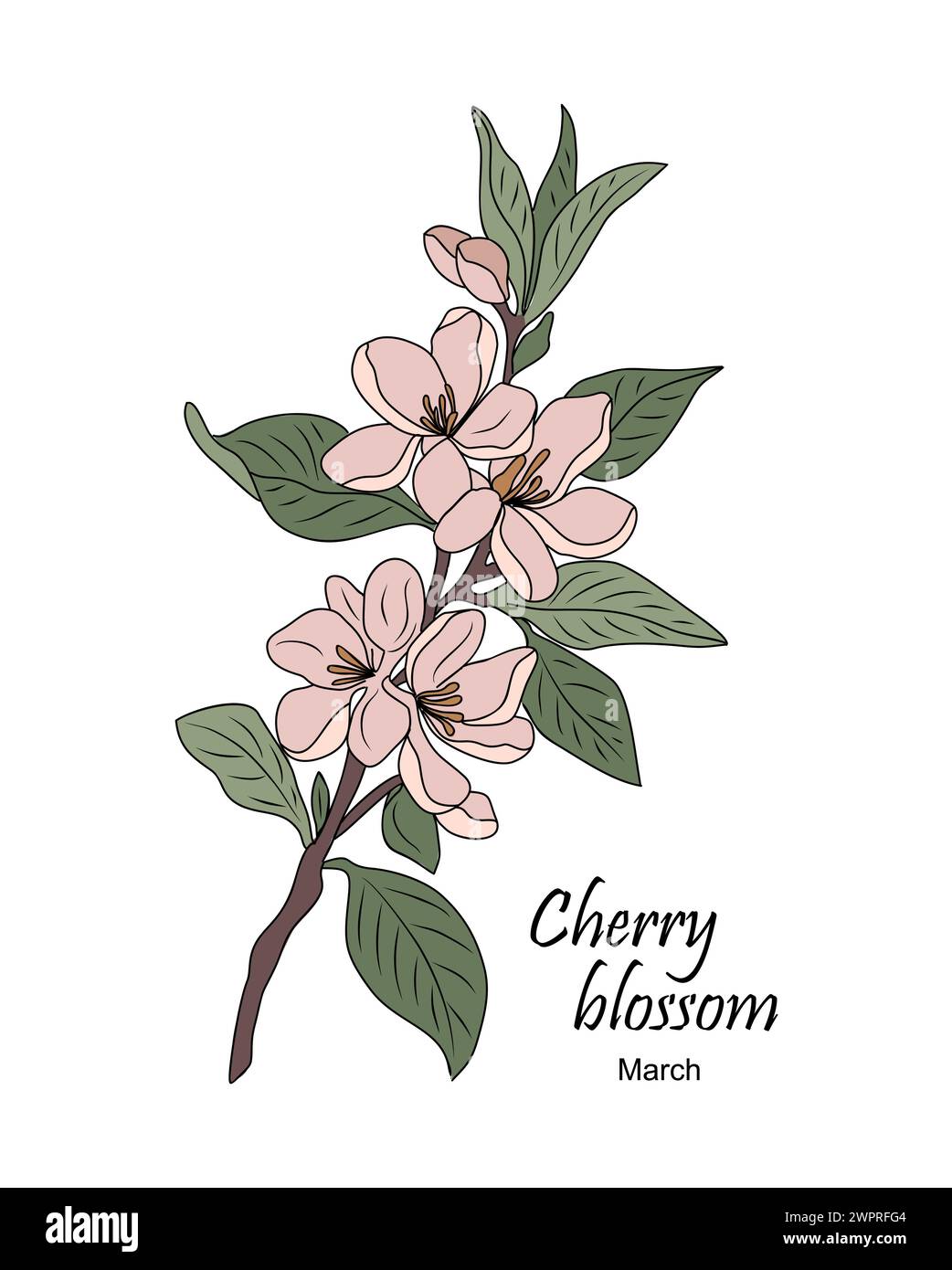 Cherry Blossom, vecteur de fleur du mois de naissance de mars. Illustration de Vecteur