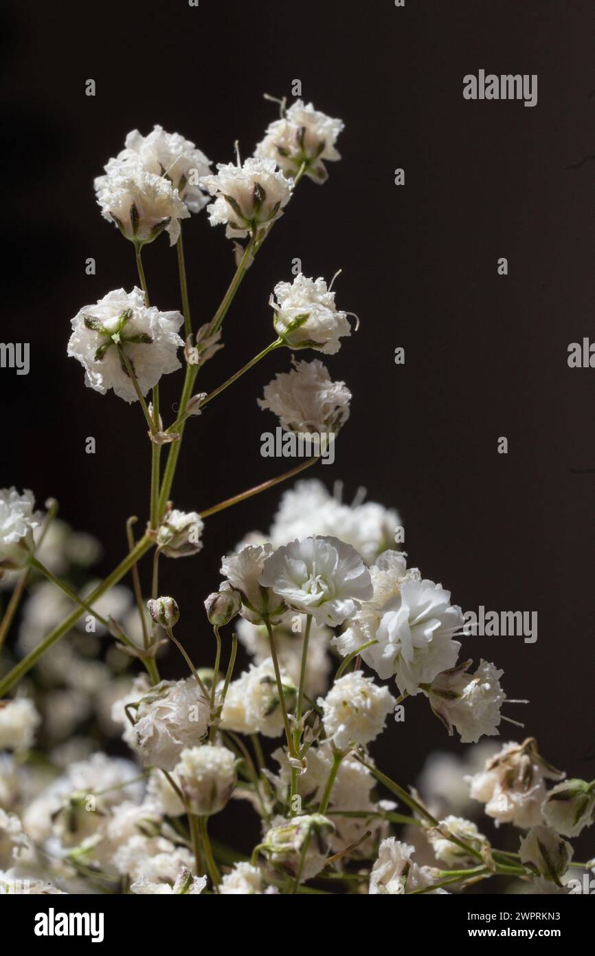 La fleur délicate et aérée ajoute une touche d'élégance à toute occasion. Parfait pour les mariages, les fêtes ou tout simplement comme ça. Banque D'Images