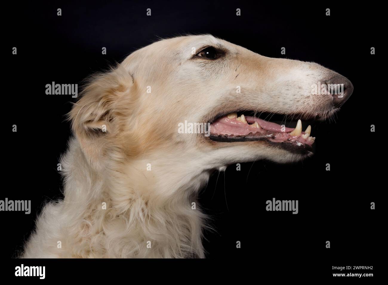 Détail du chien russe greyhound borzoi posant pour le portrait en studio Banque D'Images