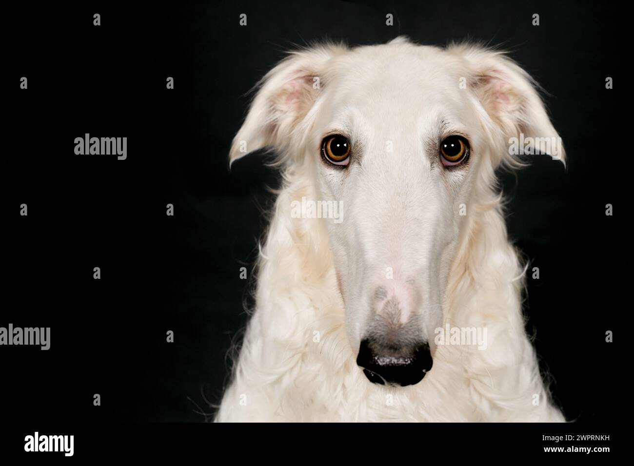 Chien russe greyhound borzoi posant pour le portrait en studio Banque D'Images