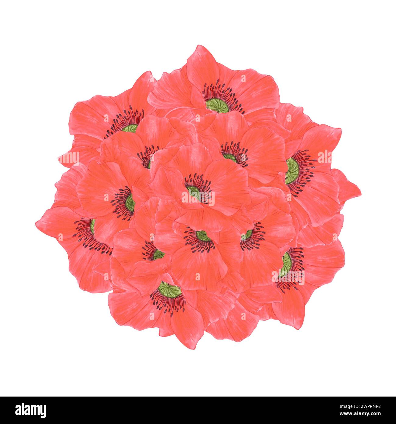 Bouquet de fleurs de coquelicot rouge dessiné à l'aquarelle à la main isolé sur fond blanc. Peut être utilisé pour les cartes postales, affiches et autres produits imprimés Banque D'Images