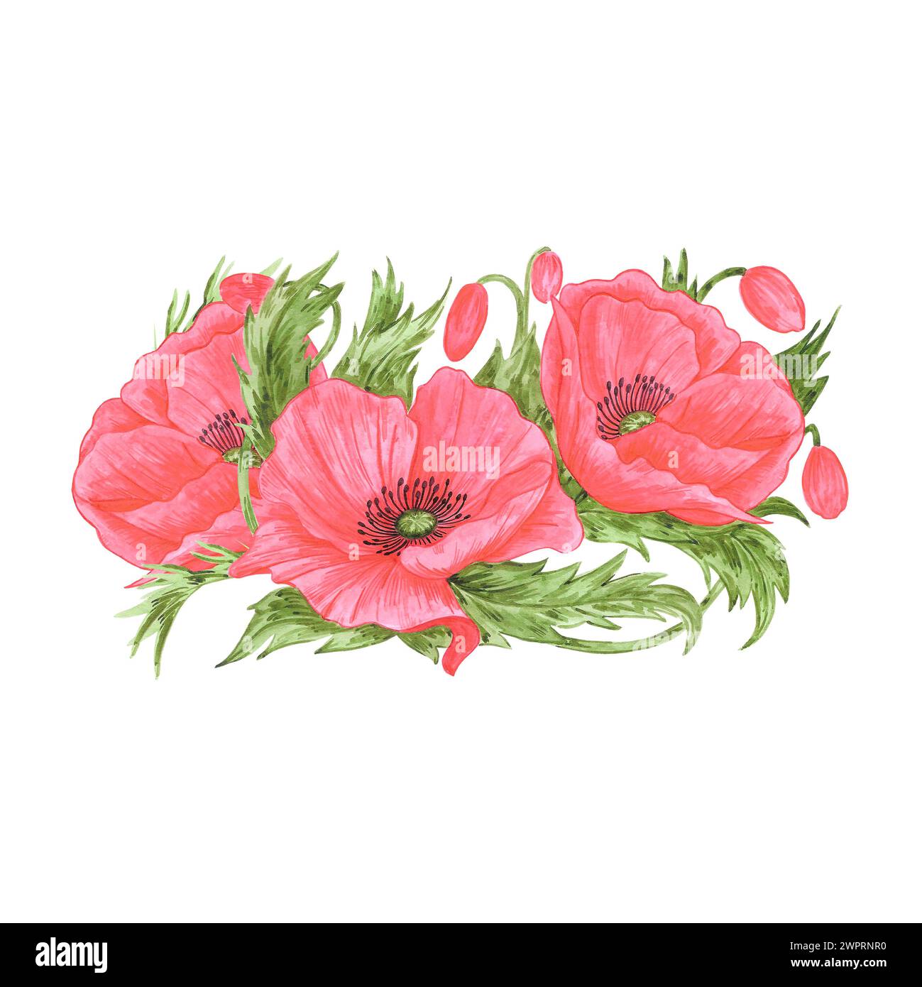 Bouquet de fleurs de coquelicot rouge dessiné à l'aquarelle à la main isolé sur fond blanc. Peut être utilisé pour les cartes postales, affiches et autres produits imprimés Banque D'Images