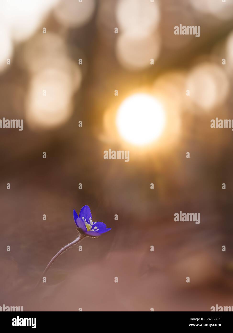 Une seule fleur d'hepatica se distingue par ses pétales violets vibrants au milieu de la douce concentration, se prélasser dans la lueur chaude d'un soleil couchant dans le woodlan suédois Banque D'Images