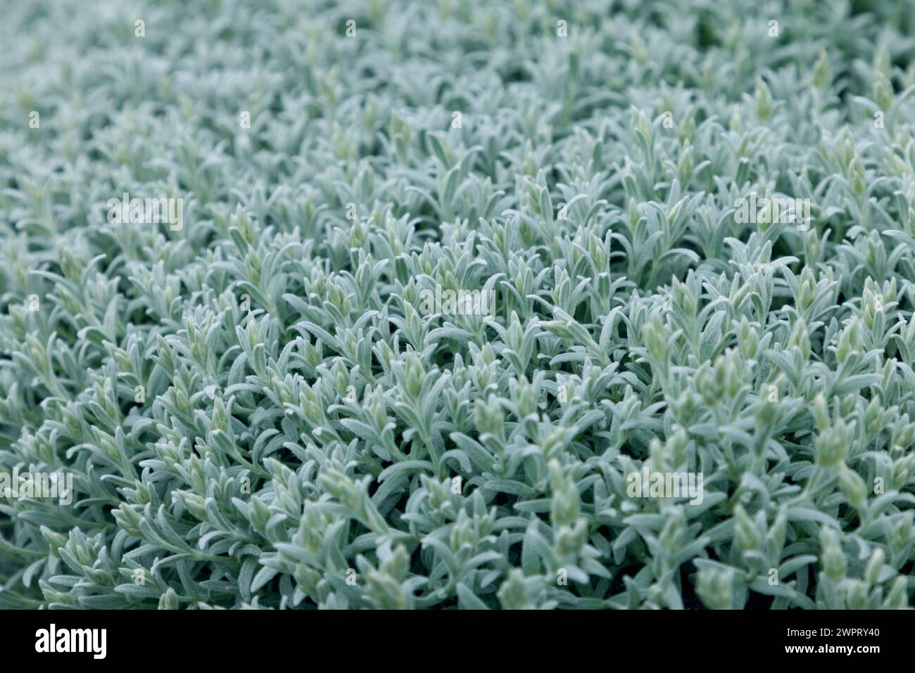 La texture douce et floue de Stachys byzantina est mise en évidence dans ce gros plan, mettant en valeur les détails complexes de la plante et le calmant co-vert argenté Banque D'Images