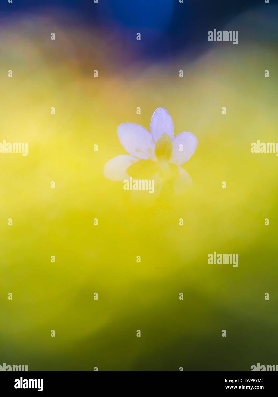 Une fleur d'hepatica solitaire se dresse en floraison sereine au milieu d'une brume douce et onirique. Les délicats pétales brillent de pureté sur fond d'or chaud Banque D'Images