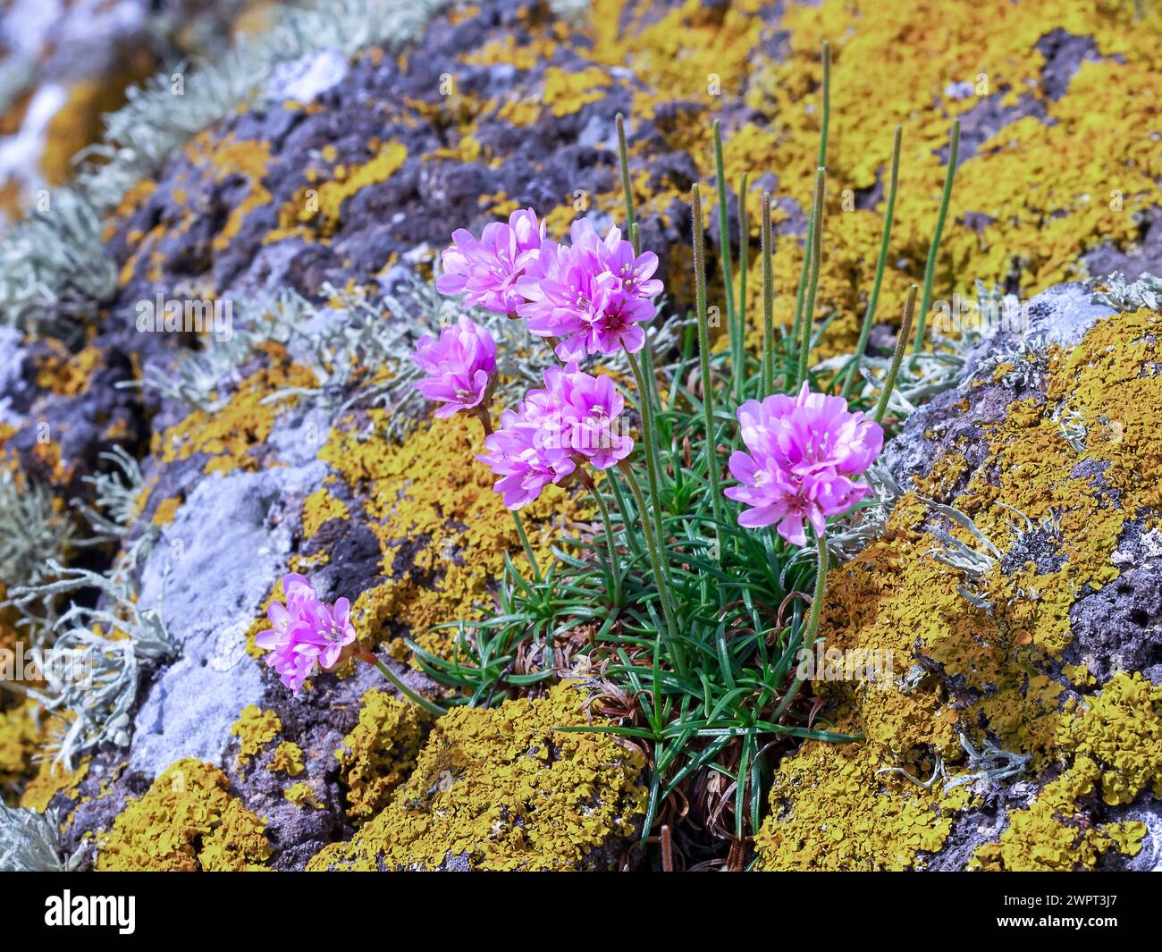 Fleurs de thrift de mer poussant sur des roches couvertes de lichen Banque D'Images