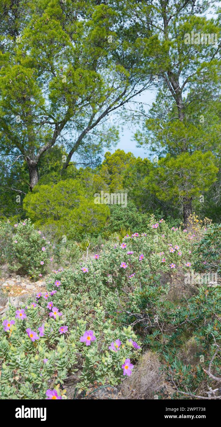 Tapis sauvage de fleurs avec de nombreuses fleurs de couleur rose, ciste blanchâtre (Cistus albidus) dans la forêt de pins, arbres verts en arrière-plan, aride Banque D'Images