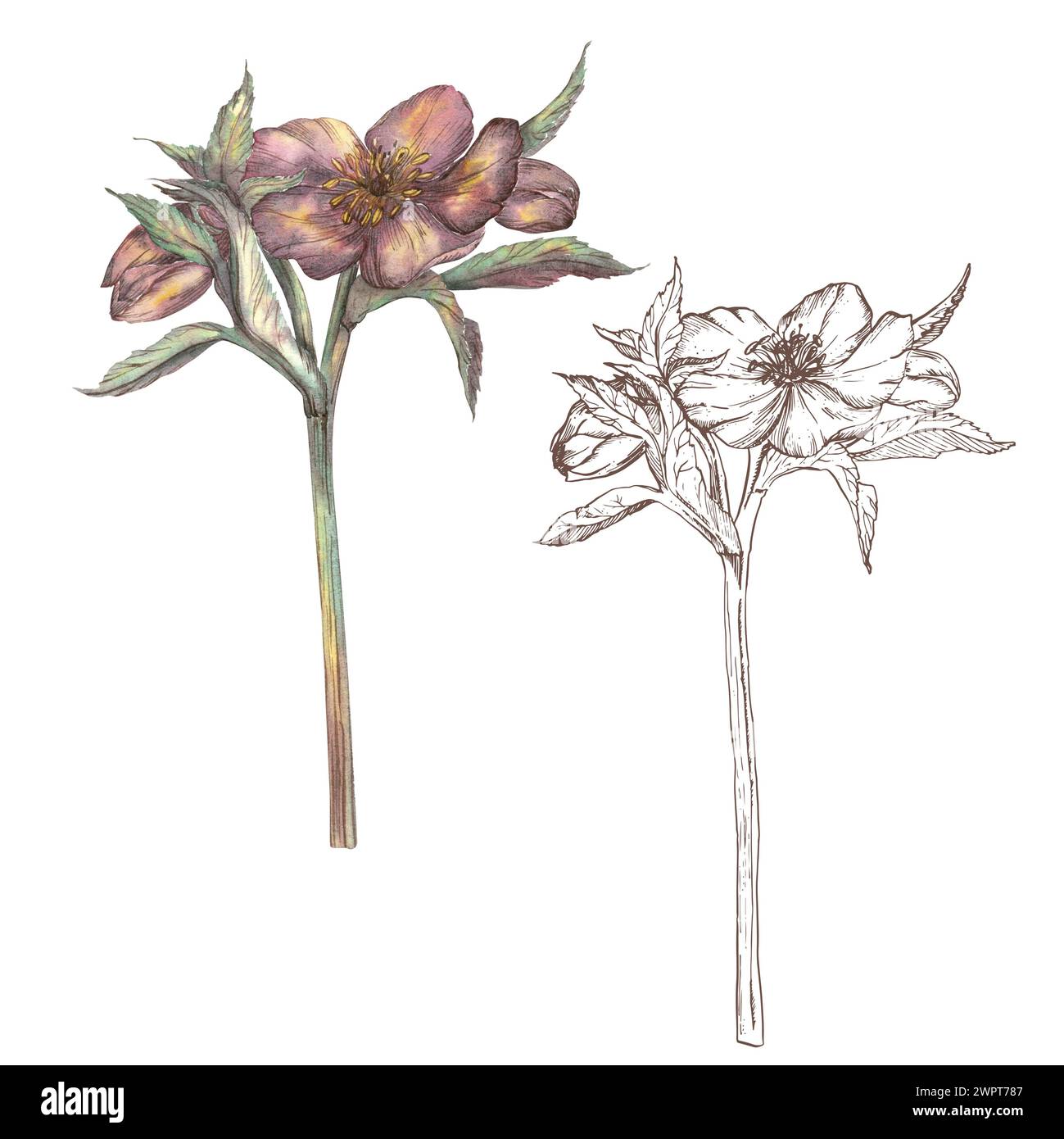 Fleur de printemps hellebore, peint à la main à l'aquarelle et graphiques sur un fond blanc. Illustration botanique dans un style rétro. Rose d'hiver, Noël Banque D'Images
