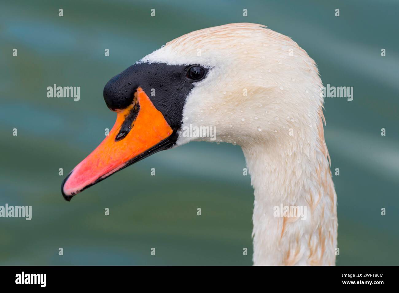 Cygne (Cygnus Albus), oiseau, oiseau nageant, oiseau d'eau, nature, lac, eau douce, eau, plumes, faune, blanc, portrait de tête, bec, orange Banque D'Images