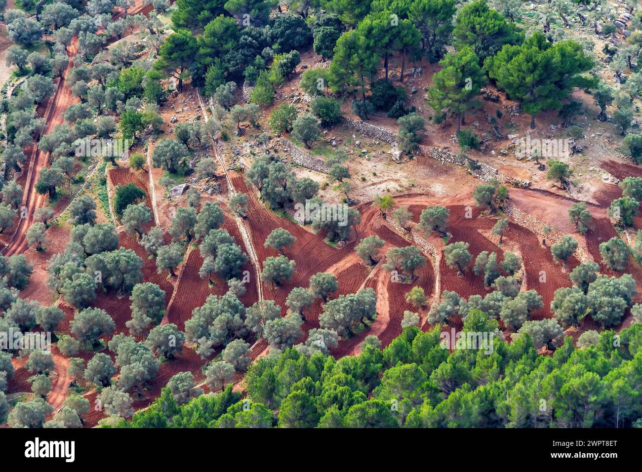 Vue aérienne des terres agricoles avec des rangées d'oliviers et de sol rouge, randonnée à Taix massiv, Majorque Banque D'Images