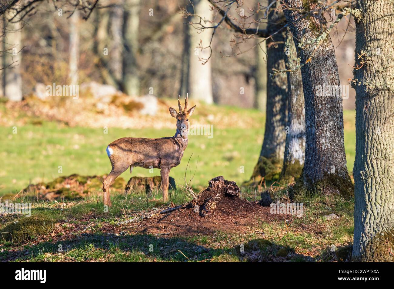Chevreuil (Capreolus capreolus) dans un bosquet d'arbres près d'une prairie au printemps Banque D'Images