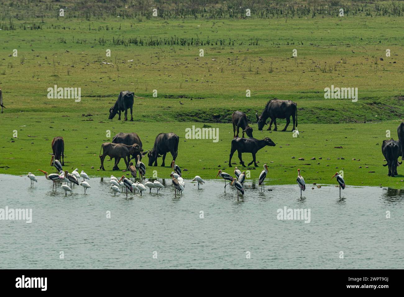 Oiseaux et buffles sur le lac Vadatalav, site UNESCO Champaner-Pavagadh Archaeological Park, Gujarat, Inde Banque D'Images