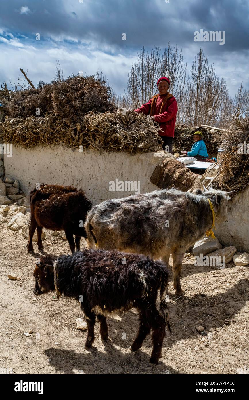 Agriculteurs avec bétail, Garphu, Royaume de Mustang, Népal Banque D'Images