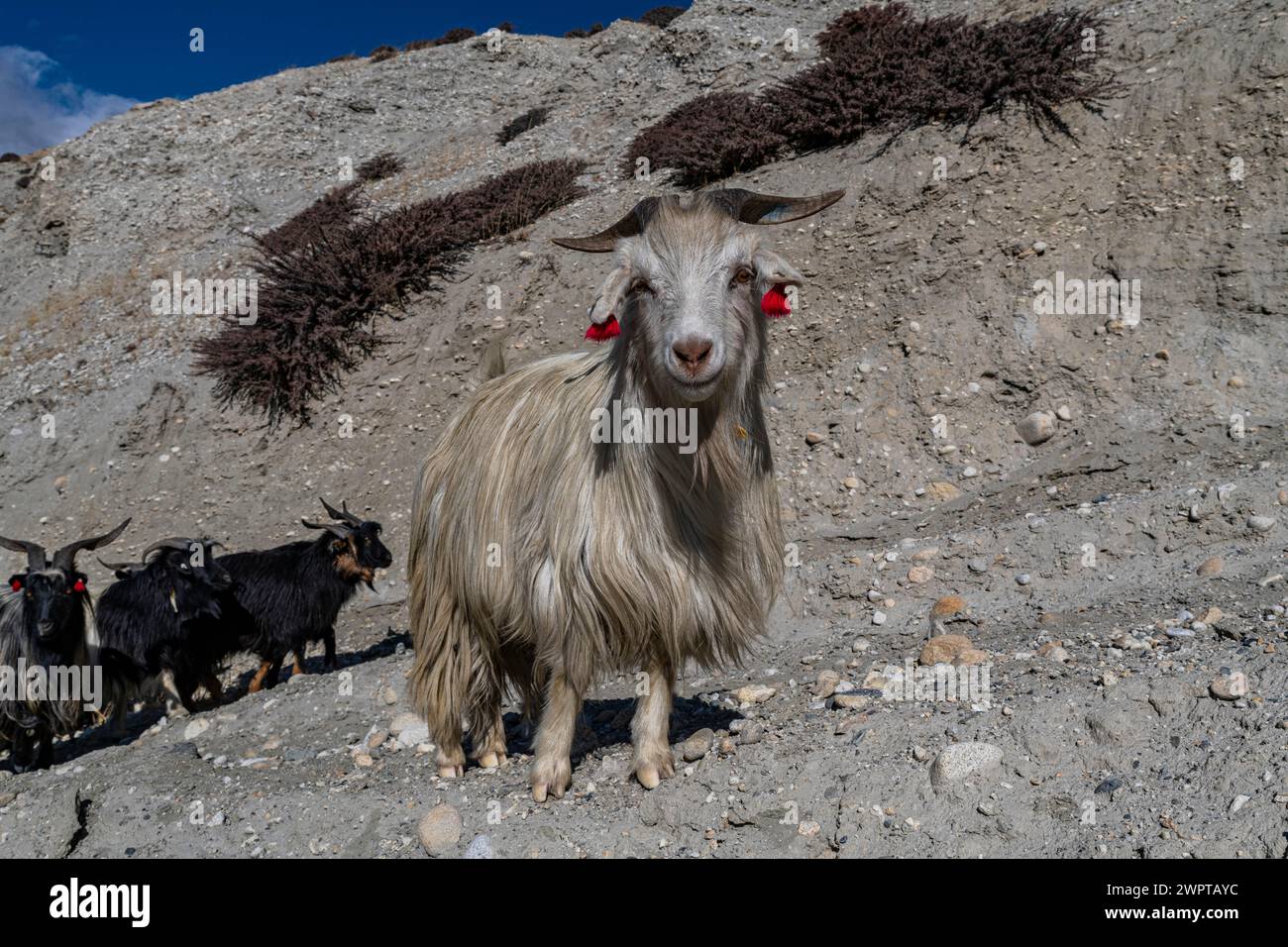 Chèvres de montagne avec leur sheppard, Royaume de Mustang, Népal Banque D'Images