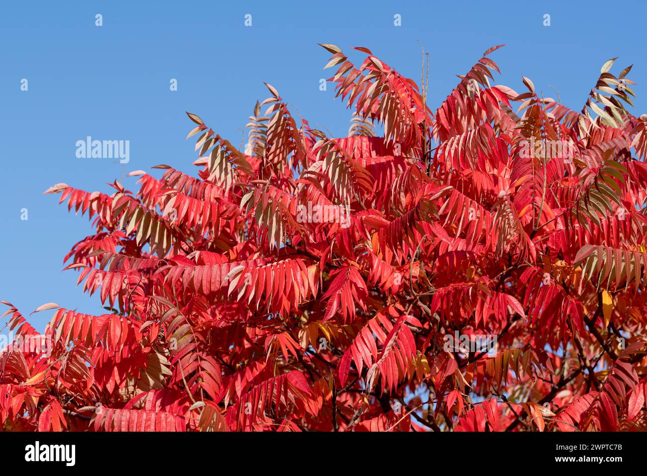 Sumac de cornet de pierre (Rhus typhina), jardin de fleurs d'été, Treptower Park Berlin, Treptower Park, Allemagne Banque D'Images