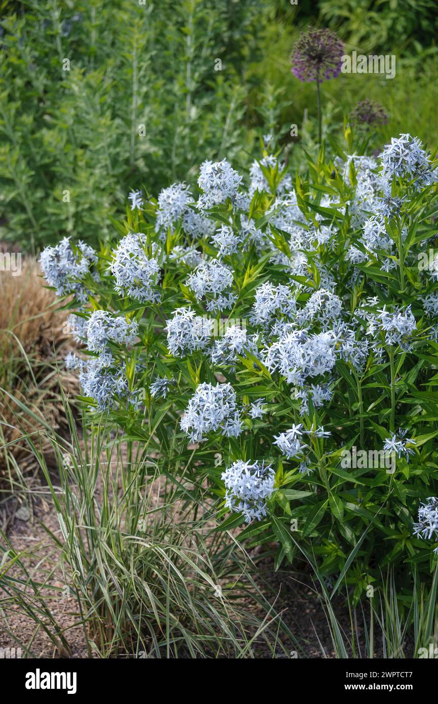 Blue star Bush (Amsonia tabernaemontana), Dresde, Saxe, Allemagne Banque D'Images