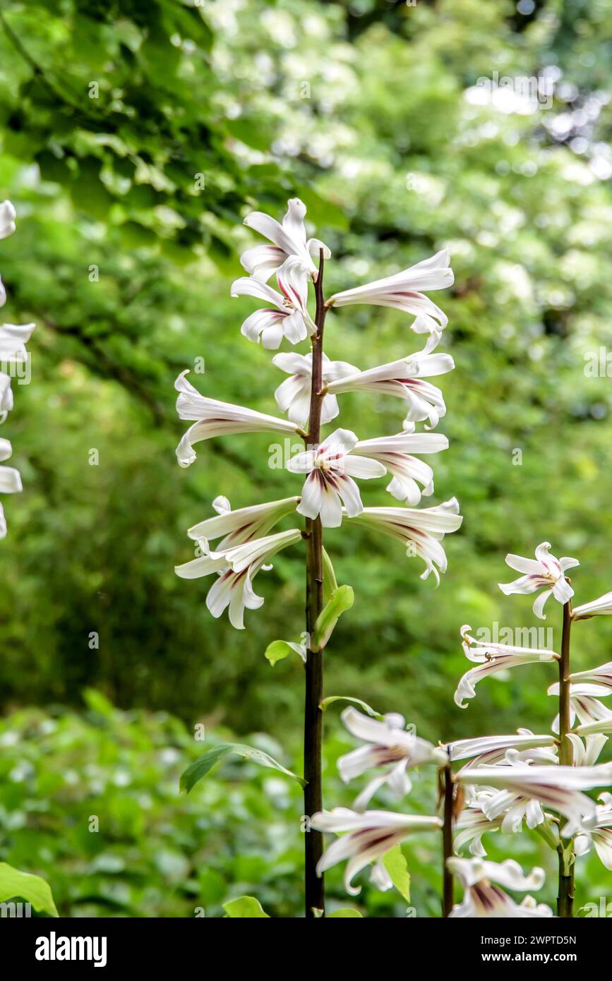 Lis géant (Cardiocrinum giganteum), jardin botanique, Gothenburg, Vaestra Goetalands laen, Suède Banque D'Images