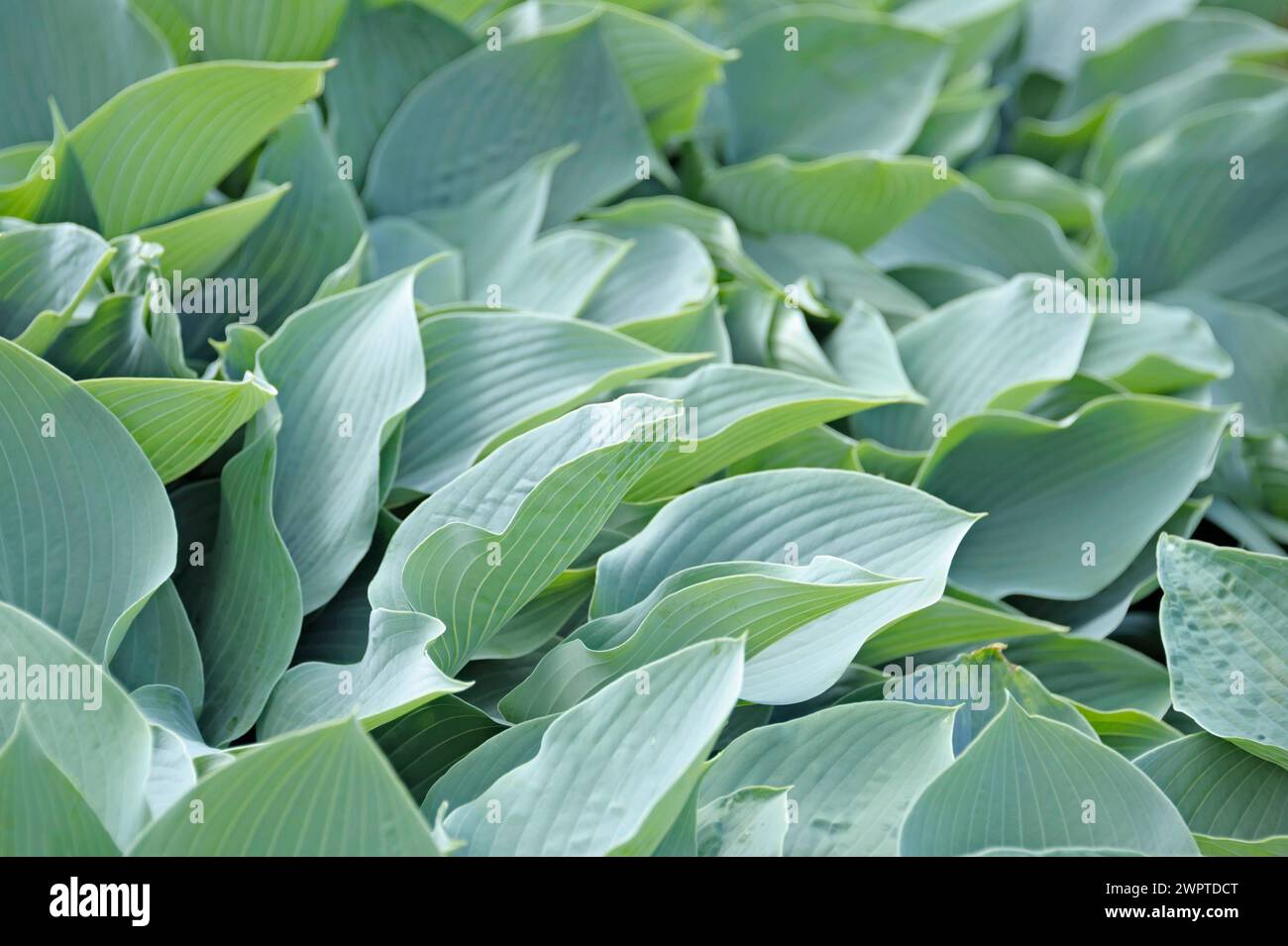 Hosta gris-bleu (Hosta 'étagère Krossa'), Parc du château de Prillwitz, Przelewice, Poméranie occidentale, Pologne Banque D'Images