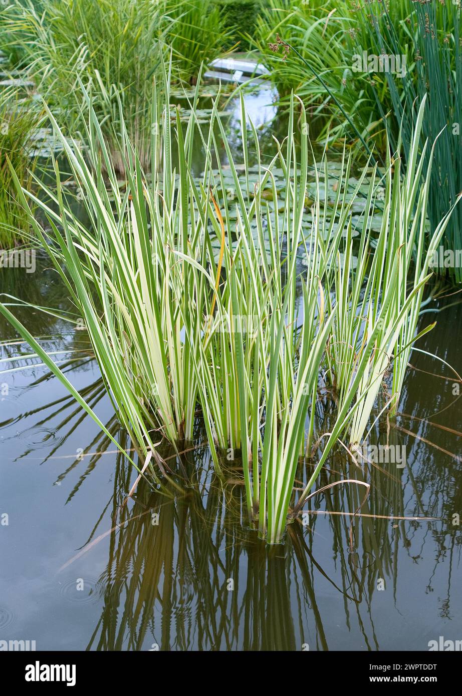 Calamus (Acorus calamus 'variegata'), Dortmund, 81 Banque D'Images