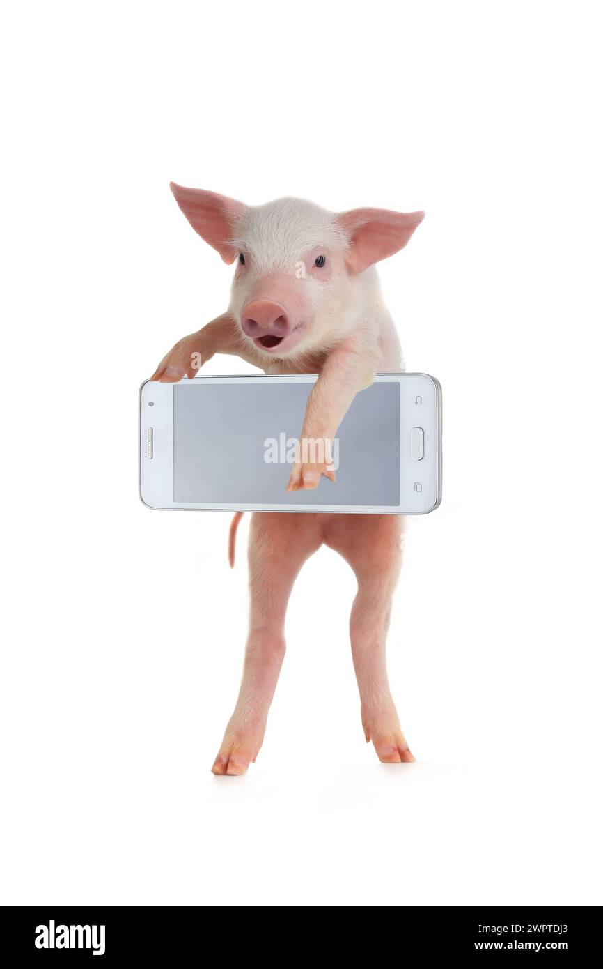 pig avec le téléphone portable Banque D'Images