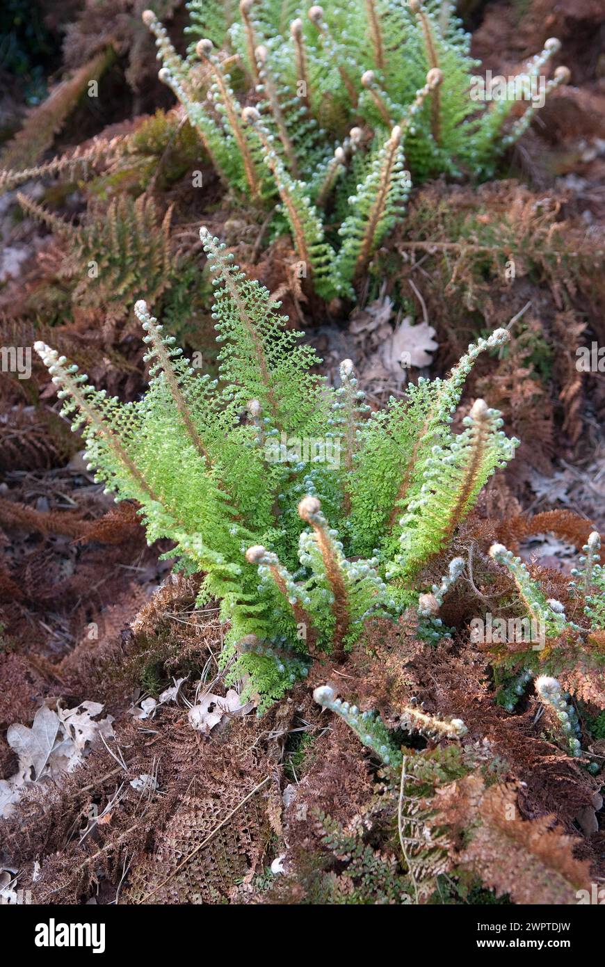 Fougère à bouclier doux (Polystichum setiferum 'Plumosum Densum'), Rhododendron Park Brême, Brême, 81 Banque D'Images