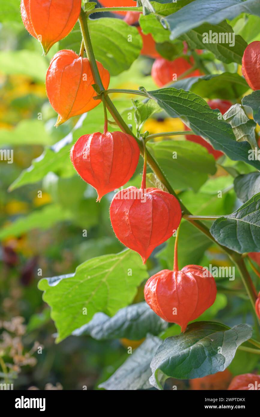 Fleur de lampion (Physalis alkekengi var. Franchetii), an den Dorfwiesen 9, Laussnitz, Saxe, Allemagne Banque D'Images