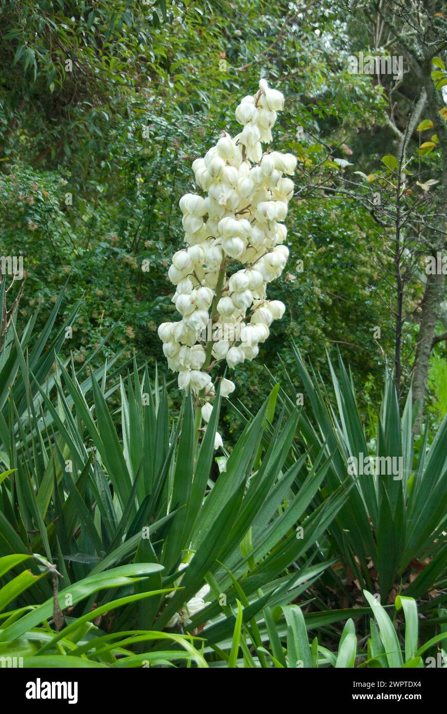 Lys de palmier (Yucca glloriosa) Banque D'Images