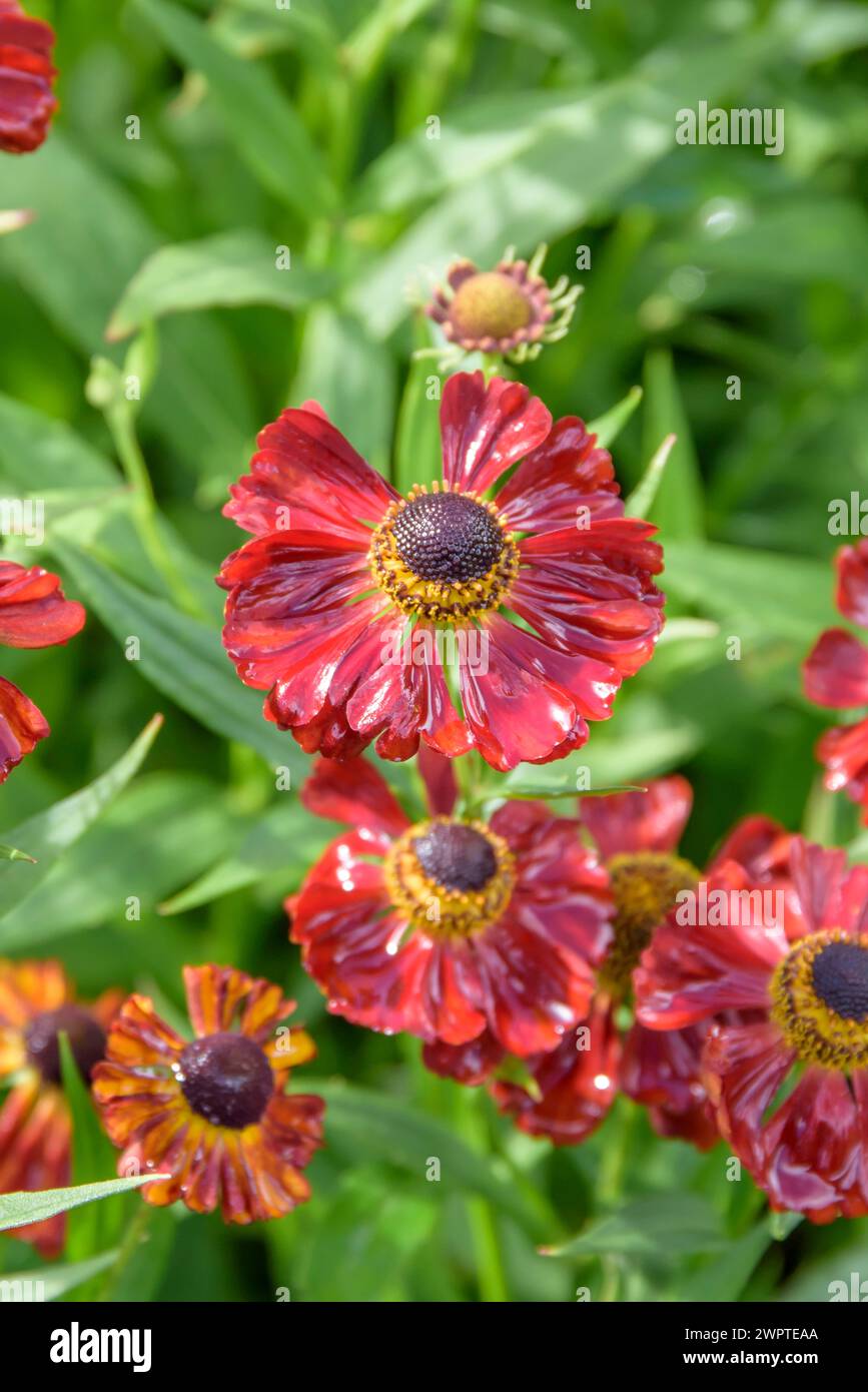 Tournesol (Helenium 'Rubinzwerg'), Université des sciences appliquées d'Anhalt, Bernbourg, Saxe-Anhalt, Allemagne Banque D'Images