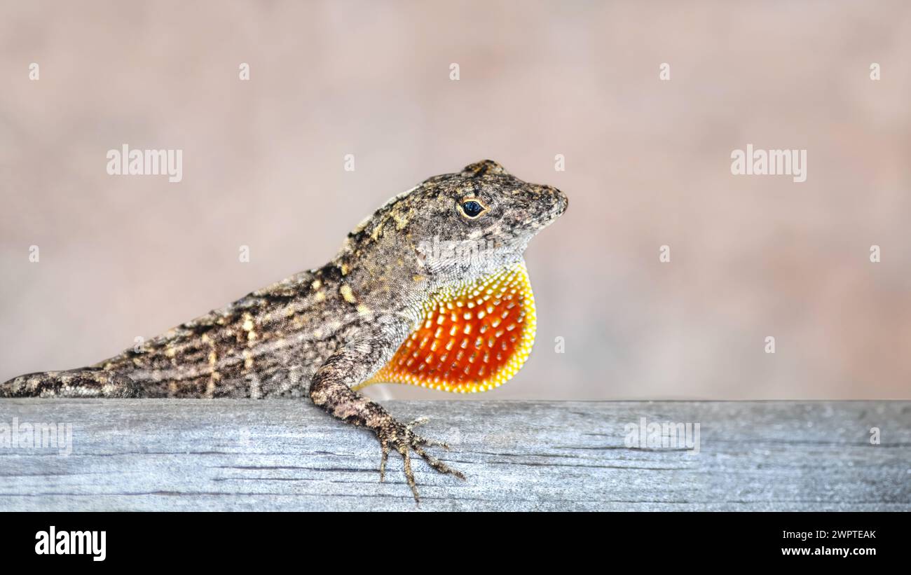 Un gros plan d'un anole brun et d'une planche de bois (Anolis Sagrei) avec son rosée ouverte, fond beige bokeh, espace copie Banque D'Images