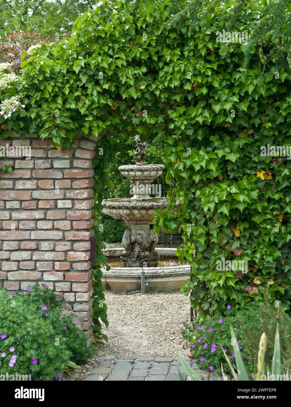 Lierre commune (Hedera Helix), de Tuinen van Appeltern, Gueldre, pays-Bas Banque D'Images