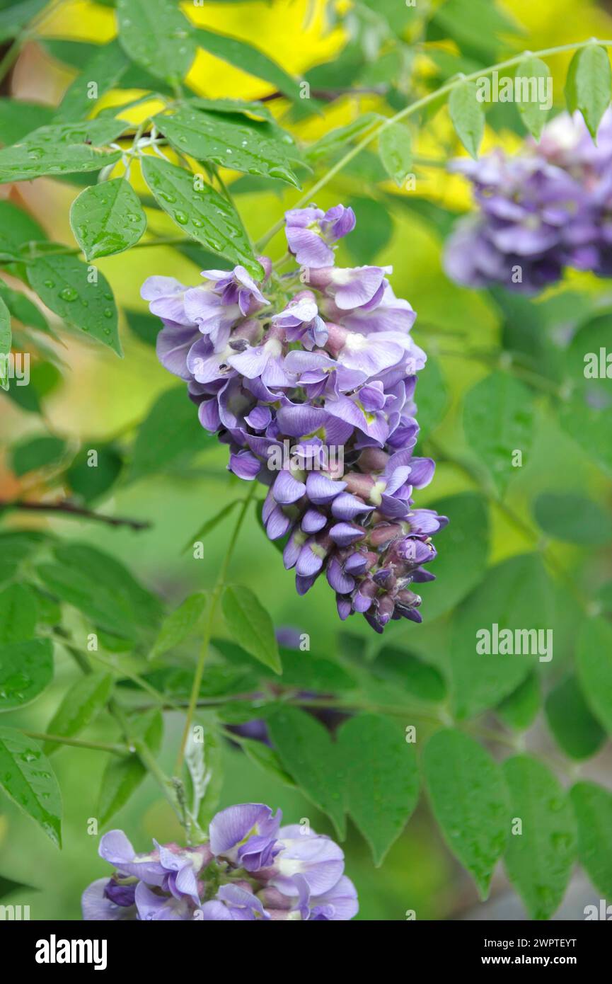 Pluie bleue américaine (Wisteria frutescens 'Amethyst Falls'), Laussnitz, Saxe, Allemagne Banque D'Images