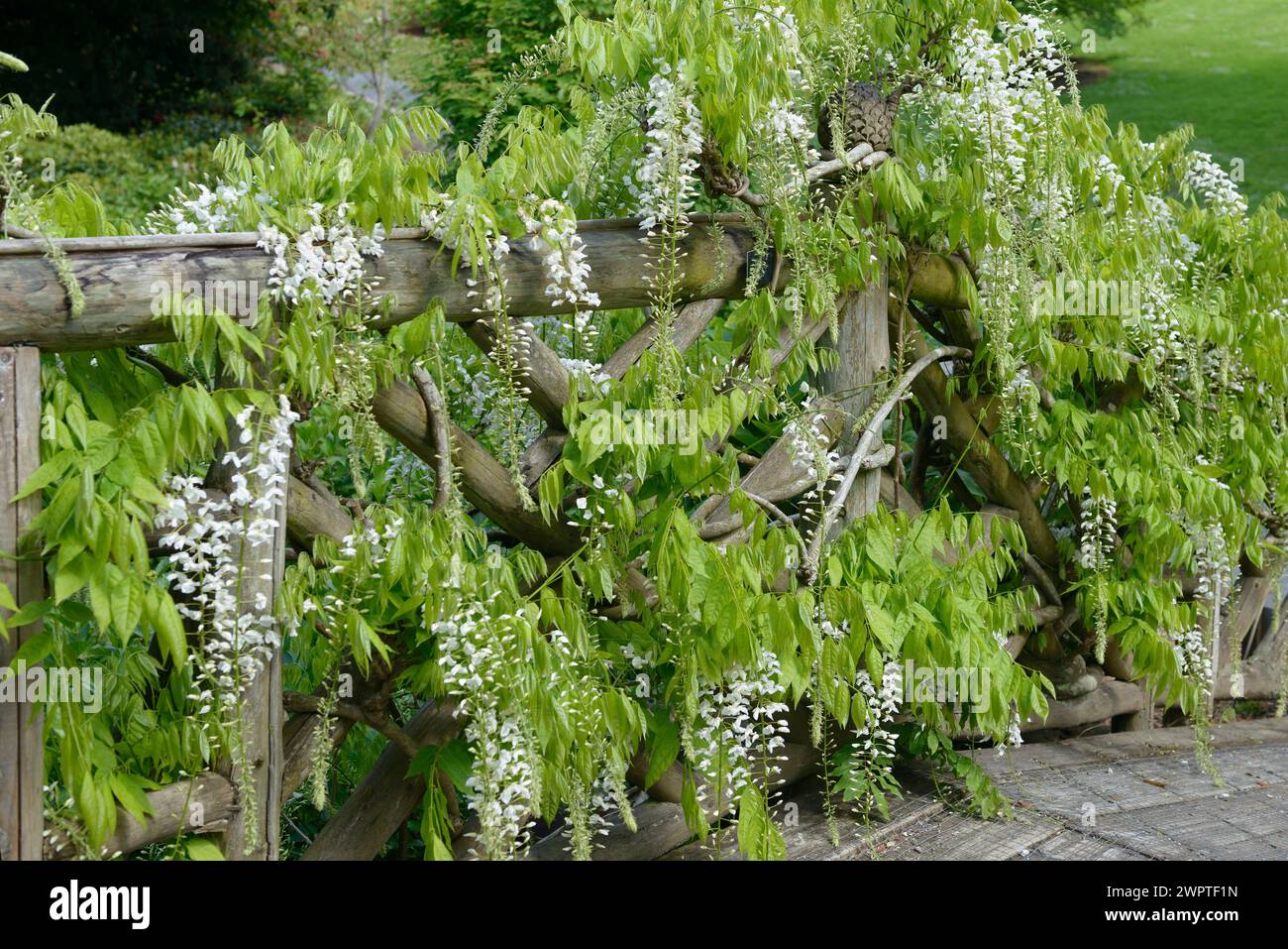 Wisteria blanche (Wisteria floribunda 'Shiro-noda') Banque D'Images