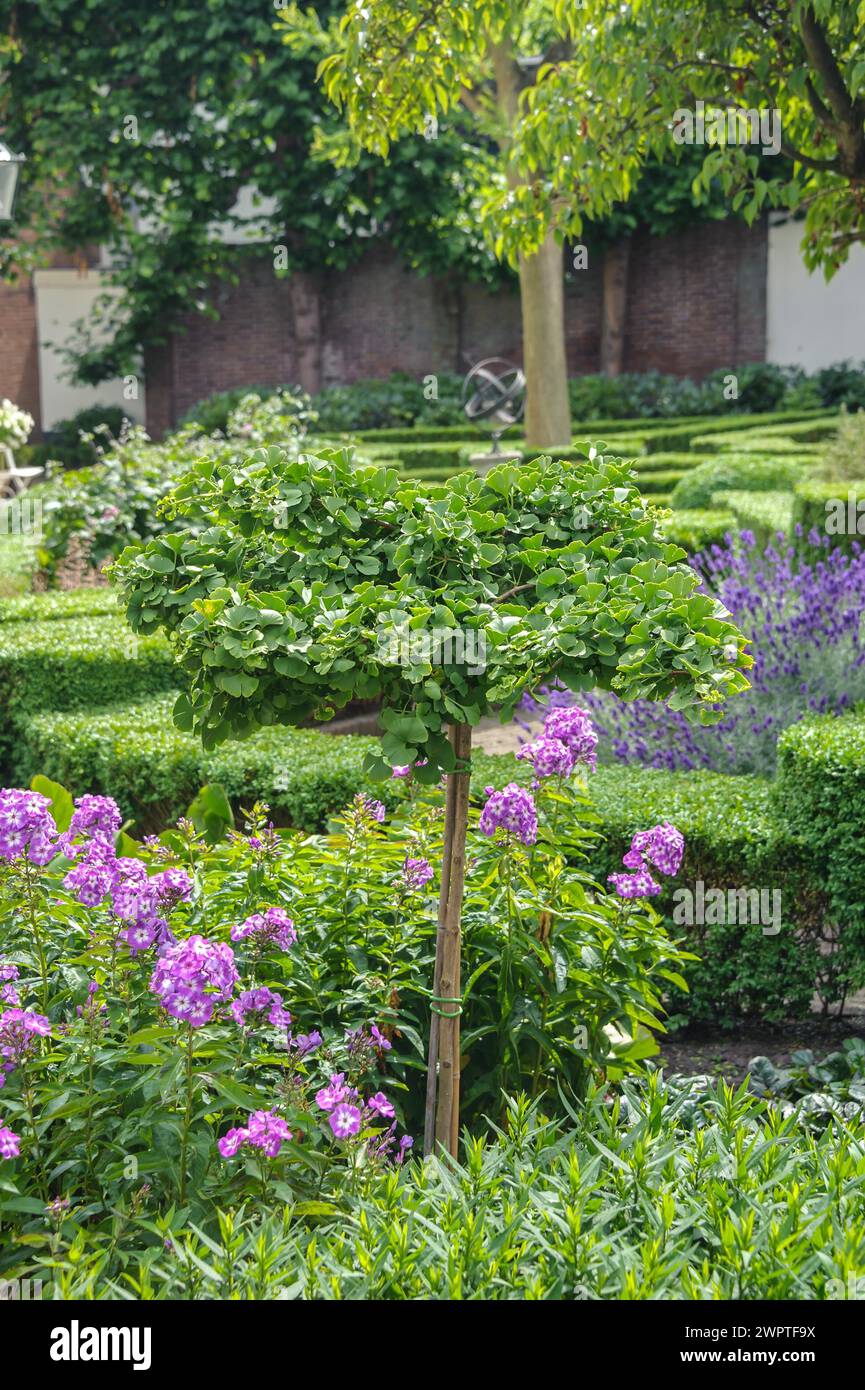 Maidenhair (Ginkgo biloba 'Mariken'), Hofje in de Groenen Tuin, Haarlem, Noord-Holland, pays-Bas Banque D'Images