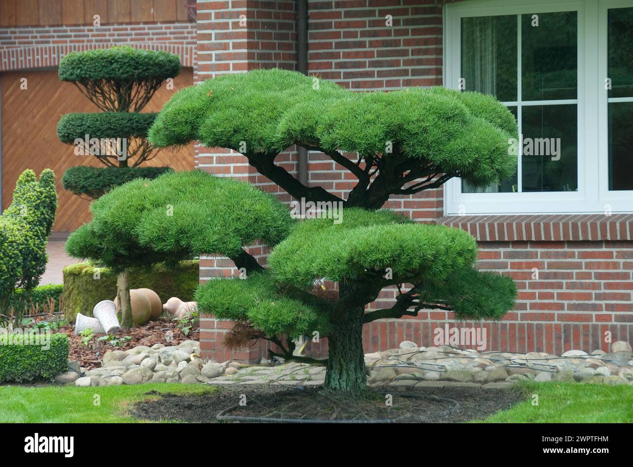 Bonsaï de jardin, pin lodgepole (Pinus contorta) Banque D'Images