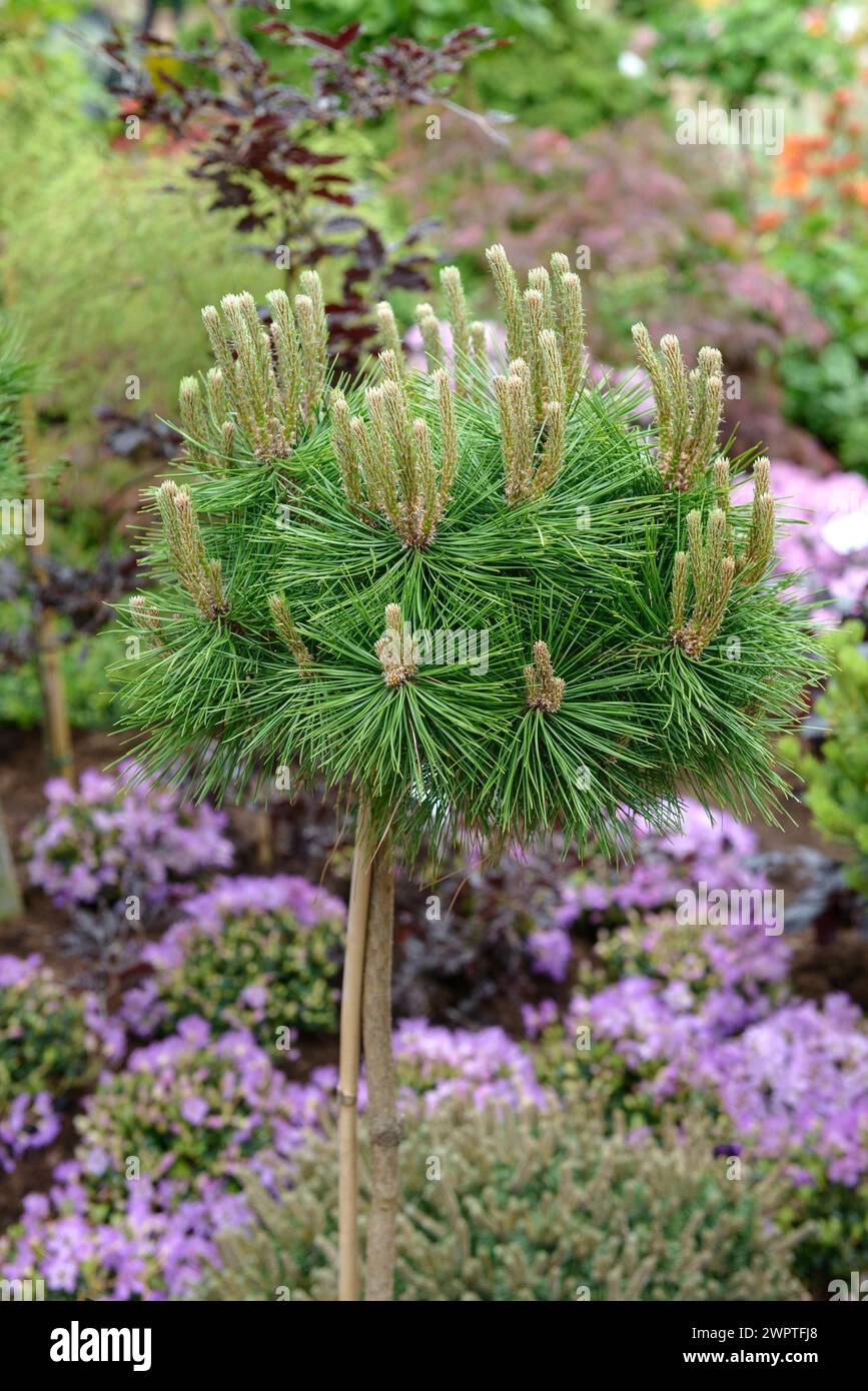 PIN rouge du Japon (Pinus densiflora 'Low Glow'), Rhodo 2014, Bad Zwischenahn, basse-Saxe, Allemagne Banque D'Images