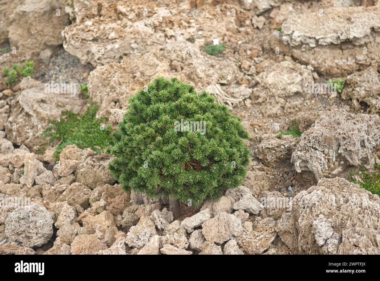 PIN nain (Pinus mugo 'Mini Pug'), Findlingspark, Saxe, Allemagne Banque D'Images