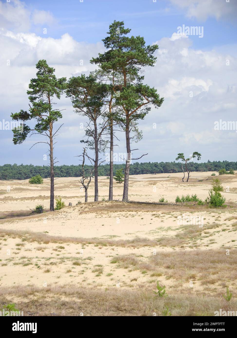 PIN sylvestre (Pinus sylvestris), Ermelo, Gueldre, pays-Bas Banque D'Images