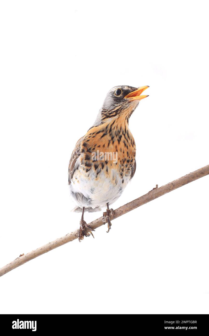 Muguet (Turdus pilaris), isolé sur blanc Banque D'Images