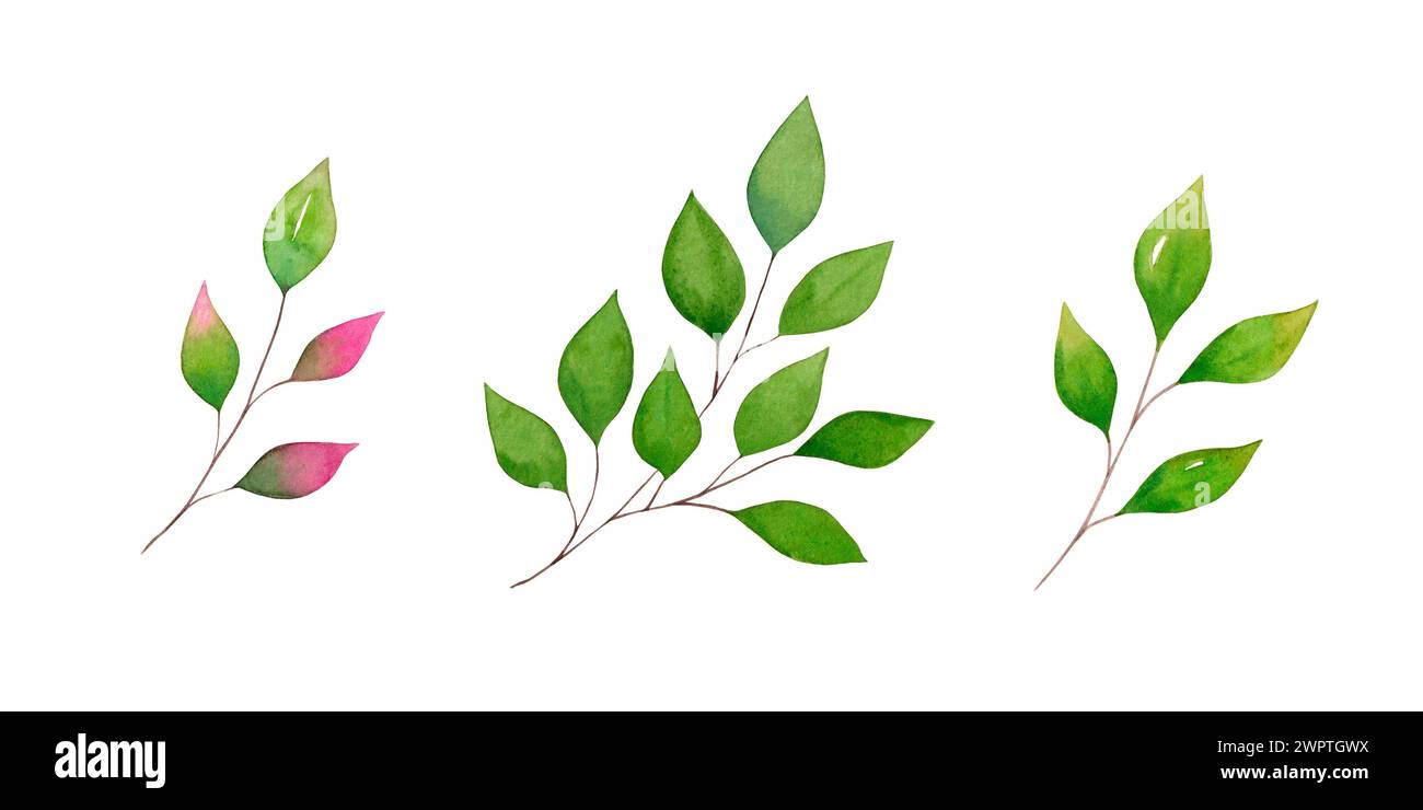 Ensemble de feuilles d'aquarelle dessinées à la main. Éléments pour la conception d'invitations, papeterie de mariage, salutations, papier peint, mode, isolé sur fond blanc Banque D'Images