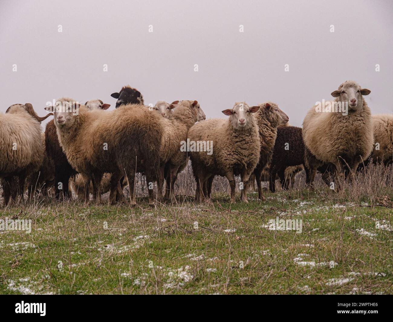 Un troupeau de moutons sur un pâturage au printemps. Il y a encore de la neige parmi l'herbe verte. Une photo esthétique entre ciel et terre. Banque D'Images