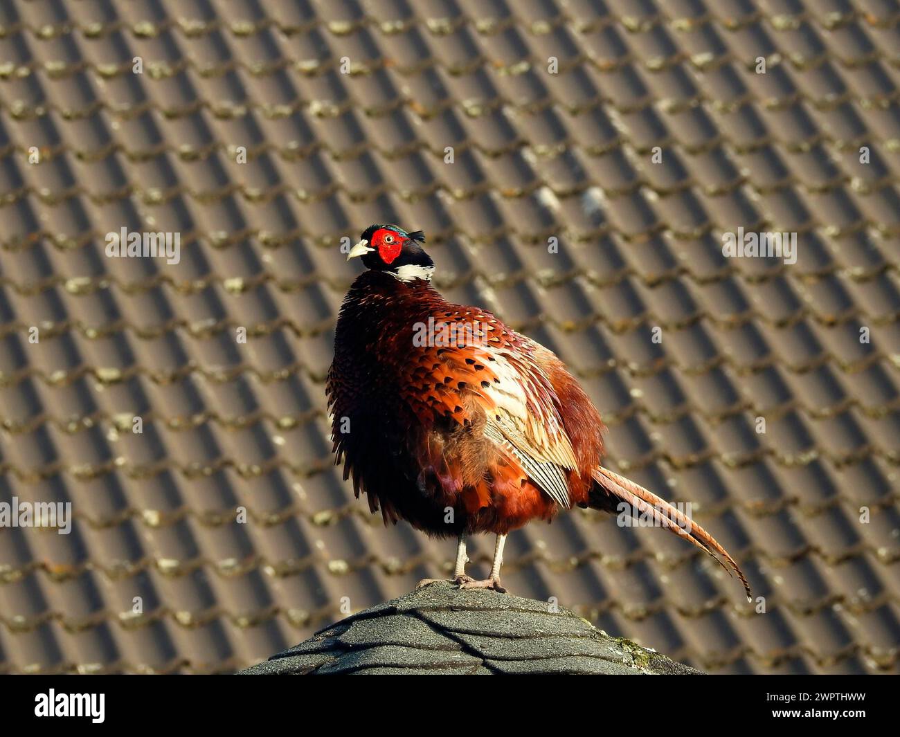 Un faisan au visage rouge vif regarde au loin depuis un toit, chassant le faisan (Phasianus colchicus), Ilsede, basse-Saxe, Allemagne Banque D'Images