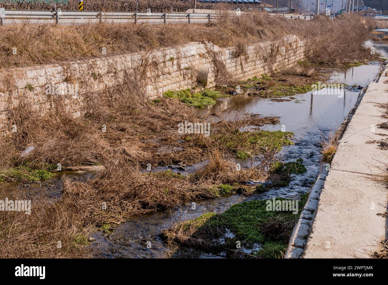 Un ruisseau urbain négligé avec une eau stagnante, entouré de végétation sèche et de béton, en Corée du Sud Banque D'Images