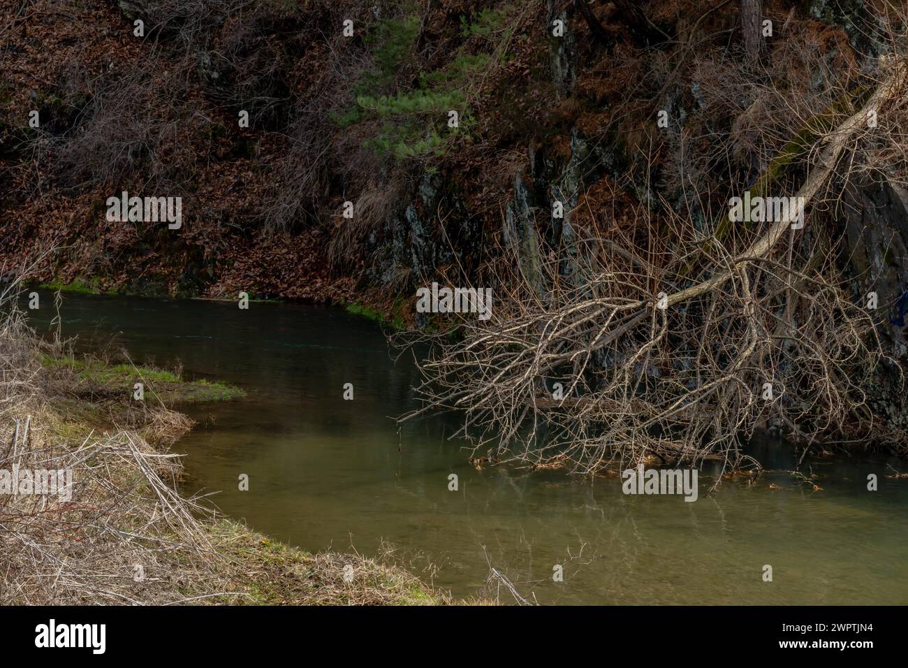 Un ruisseau tranquille bordé de branches sèches en surplomb et de tons terreux, en Corée du Sud Banque D'Images