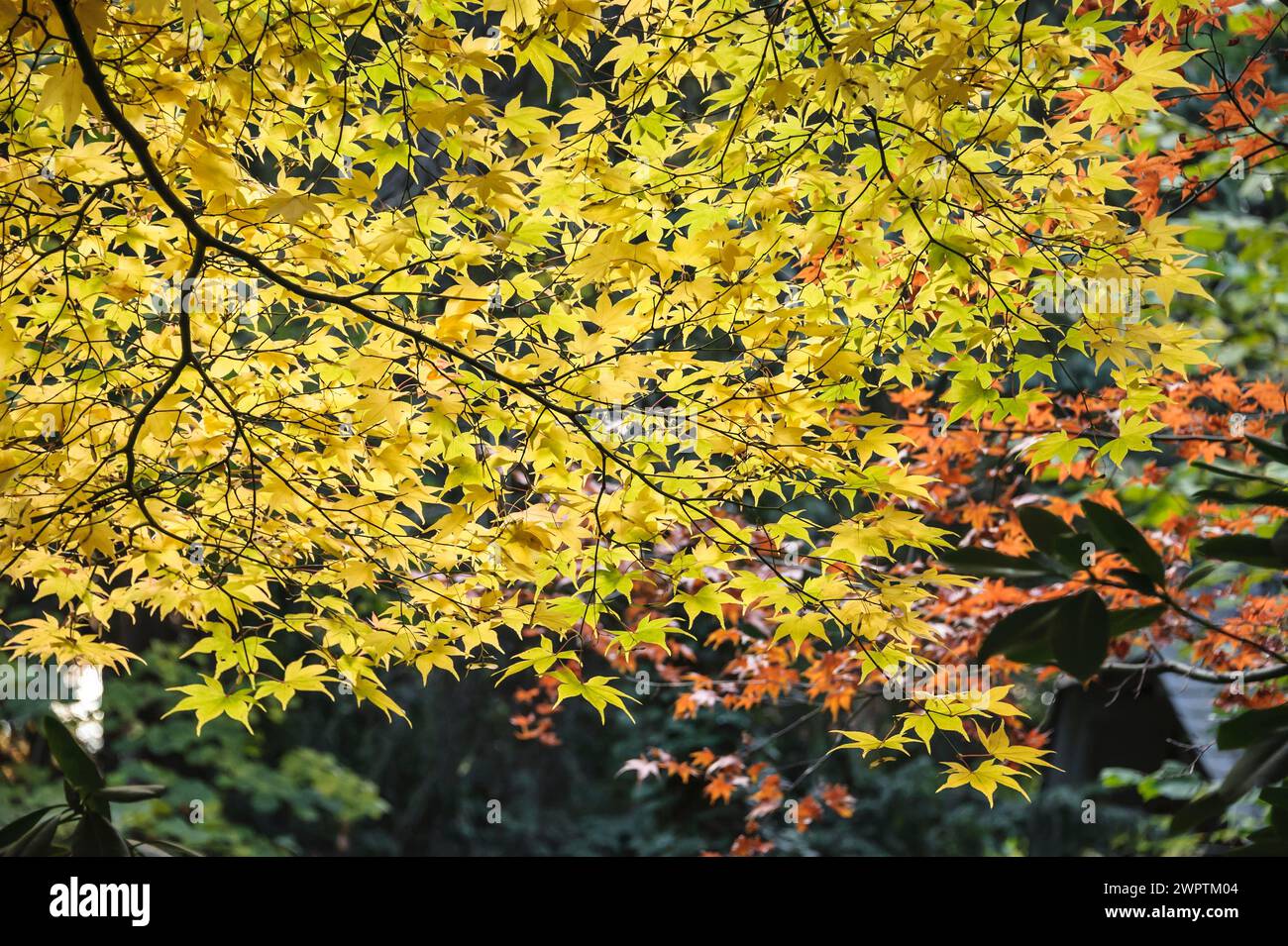 Érable japonais (Acer palmatum 'Osakazuki'), Volkspark, Kamenz, Saxe, Allemagne Banque D'Images